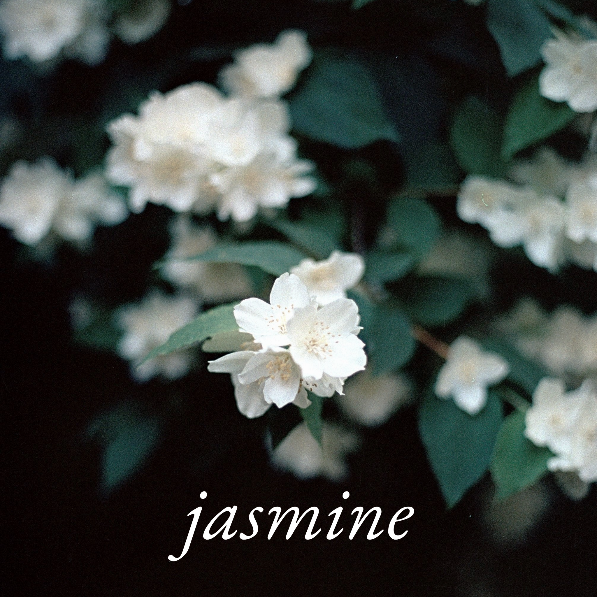 Jasmine Car Diffuser - Image 2
